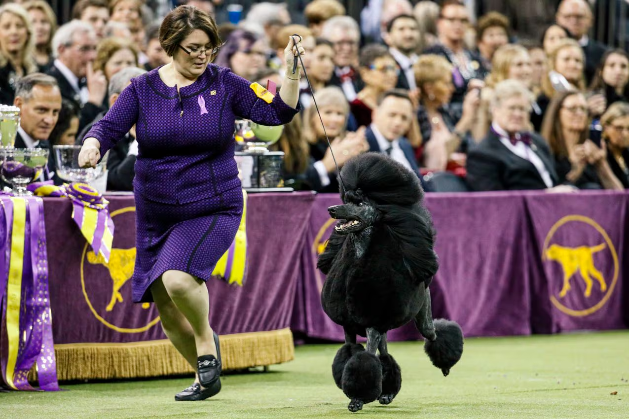 "Canine Elegance Takes Center Stage: Highlights from the Westminster Kennel Club Dog Show"